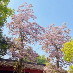 杭州古楸树丨每年四月，她用满树繁花，向世人讲述一段关于时间、生命与乡愁的漫长故事 ...