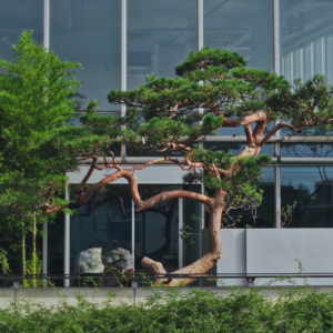 首发 . ​山山园林｜杭州天目里青竺茶局，空中的林泉茶境【环球设计4043期】 ...