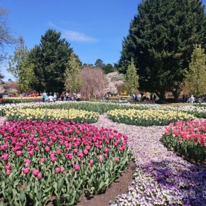 一对夫妇半生打造的一座郁金香顶级花园