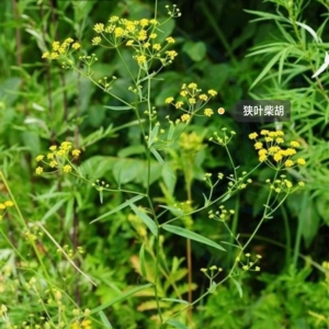 林下“刨金子”，林下种药巧生财，林药模式有哪些玩法？