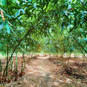 思路一转，山林变成“聚宝盆”，一个山区县的绿色致富探索 ...