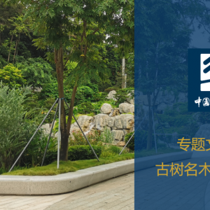 专题推荐 || 古树名木管理与保护