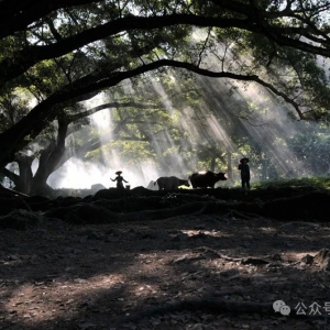 国民企携手入局公园，从“独行”到“共舞”