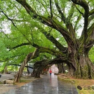 林业有害生物日常监测调查指南