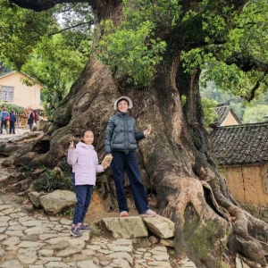 古树探秘 杨家堂夫妻樟