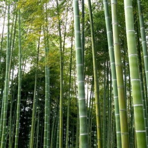 林业资质办理实操指南（2026年新规适配版）