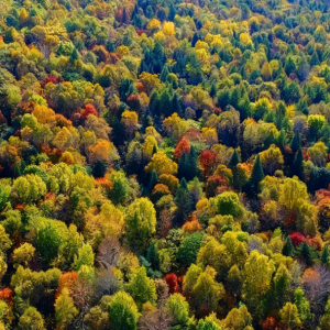 开展松树钻蛀类害虫调查时发现疑似松材线虫感染致死松树的及时处理流程 ...