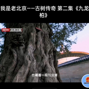 我是老北京古树传奇