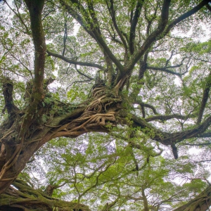 古树探秘 福建榕树王