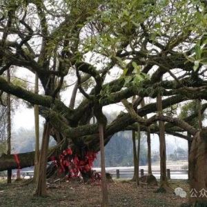古树名木修复流程（核心技术参数）